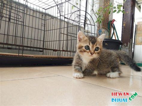 Kucing munchkin adalah salah satu ras kucing berkaki pendek yang terbentuk karena mutasi genetik alami. Dijual Kitten Munchkin Standar Jantan Cebol ...