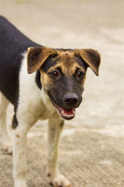The season consisted of twelve grand prix races in six classes: German Shepherd For Sale Philippines 2020