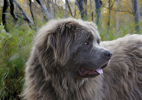 Amazing Biggest Dog Breed In The World You Need To See With Pictures