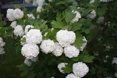 Viburnum opulus snowball for sale for £ 9.99! Once Upon a Family: Snowball Bush