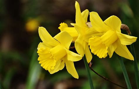 March Birth Flower The Daffodil Daffodils Daffodil Bulbs March