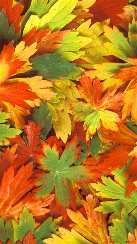 Free Download Fall Leaves Iphone Wallpaper Hd 640x1136 For Your