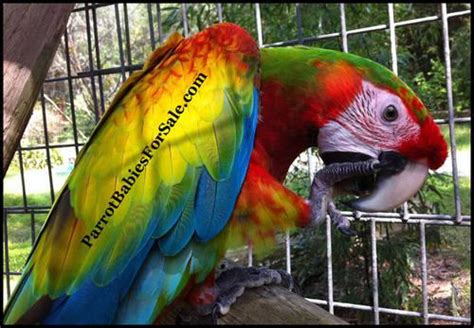 Exotic Harlequin Macaw Handfed Babies For Sale For Sale In