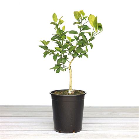 This one is about how to store meyer lemons. Pin by RCE Love on Plants, Garden, Outdoor Living in 2020 ...
