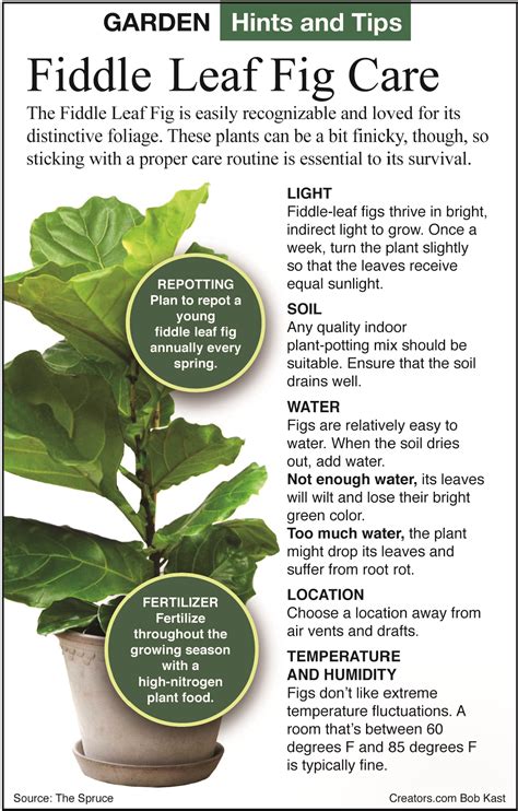 How To Care For Fiddle Leaf Figs The Epoch Times