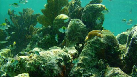 John Pennekamp Coral Reef State Park Florida State Parks