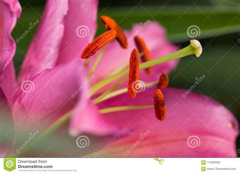 Lily Pistil And Stamens Stock Photo Image Of Closeup 114032932