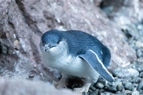 Documentary Kororā Little Blue Penguin Rnz