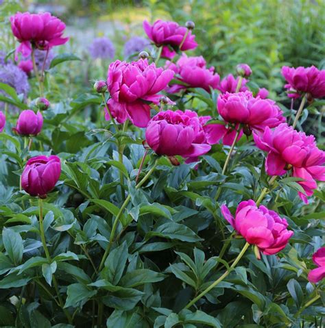 5 Tips For Growing Peonies Longfield Gardens Growing Peonies