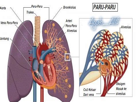 Sistem peredaran oksigen yang diperlukan oleh tubuh manusia bisa mengalami gangguan atau kelainan disertai penjelasan pengertian atau definisi singkat yaitu seperti : Ayah_Alif: 13 Penyakit Paru-paru dan Solusinya