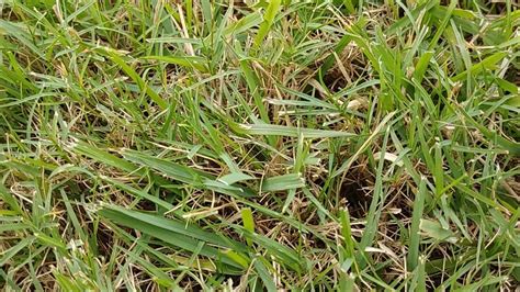 Help Identify Grassy Weed Growing In My Bermuda Lawn In Georgia Youtube