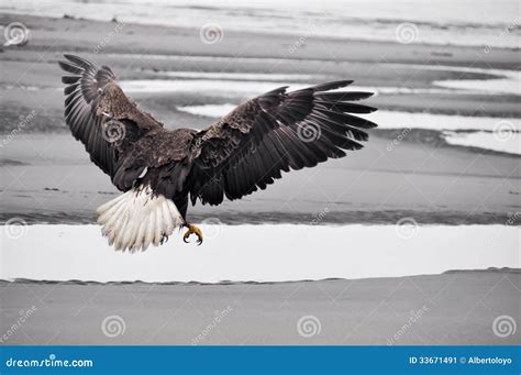 Bald Eagle In Flight Alaska Wallpapers Hd Wallpapers Id 4882 Vrogue