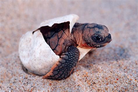 45 Teeny Baby Animals Youll Want To Put In Your Pocket Schildpad