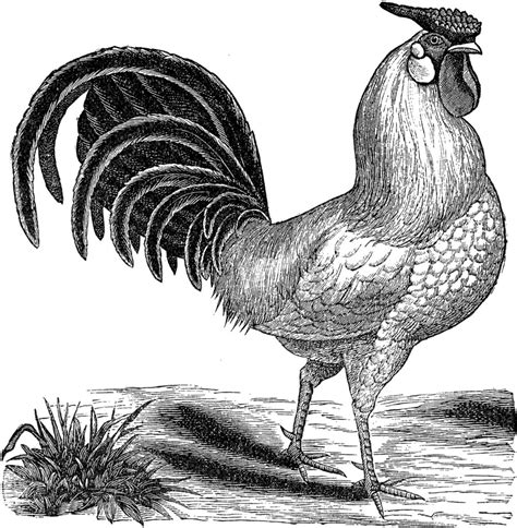 Free Rooster Clip Art - The Graphics Fairy