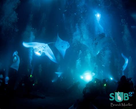 Konas Manta Ray Night Dive Scuba Diving Blog