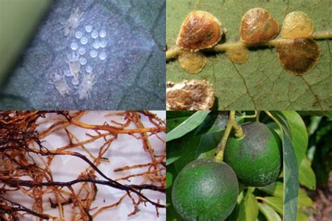 Avocado Pests And Diseases Symptoms Control And Prevention Complete