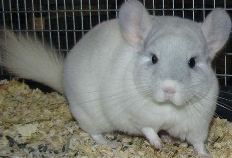 Sapphires can range in price depending on the price. How to take care of a chinchilla