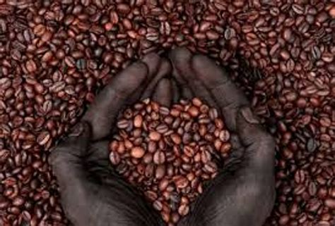 What Is So Special About Ethiopian Coffee Kimberley Coffee Company
