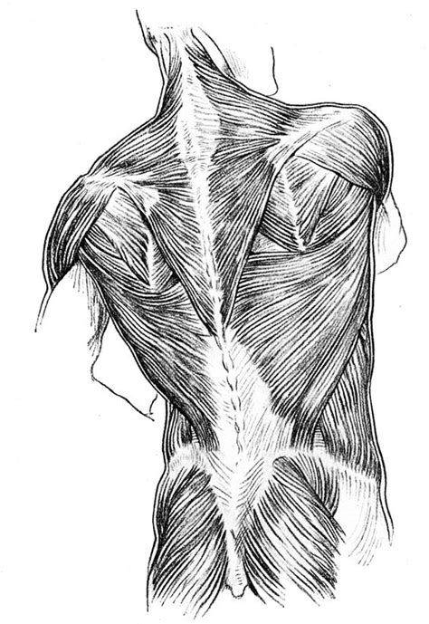 Back Muscles Anatomy Drawing Human Lower Back Muscles Anatomy Photo