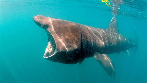 Basking Shark Sightings Sailors Asked To Help Monitor These