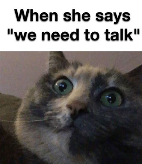 Hilarious Cat Memes To Make You Laugh Right Meow