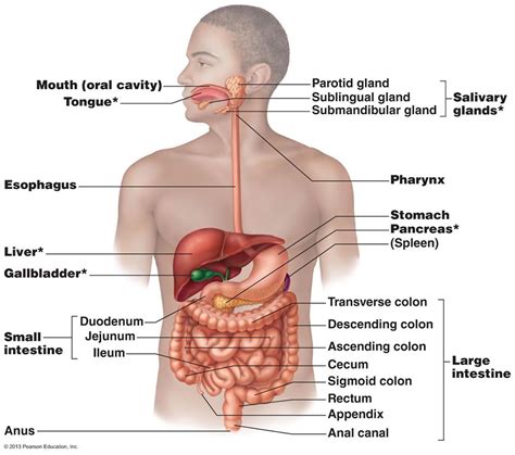 All organs of the body work in sync to form about a dozen organ systems. Pin on Anatomy & Physiology