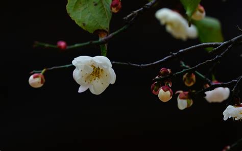 배경 화면 흰 매화 새싹 나뭇 가지 봄 검정색 배경 2560x1600 Hd 그림 이미지