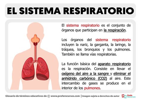 Qu Es El Sistema Respiratorio