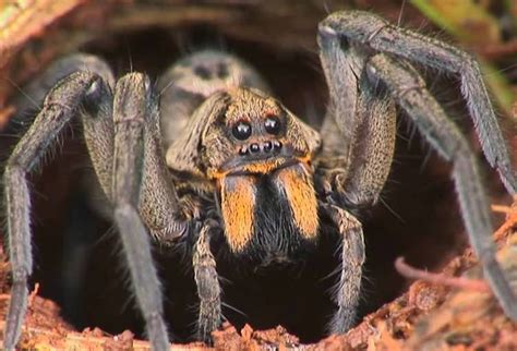 5 Pictures The Most Poisonous Spiders In The World