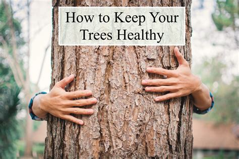 How To Keep Your Trees Healthy Tasteful Space