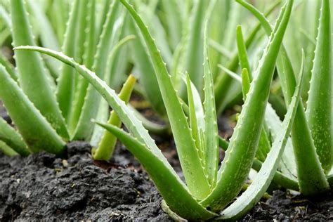Aloe Vera Eight Health Benefits