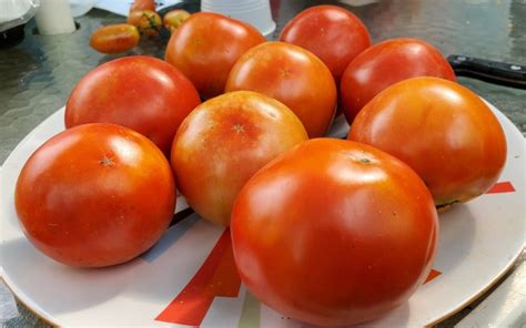 Tomato Earliana Seeds Certified Organic Garden Hoard Certified