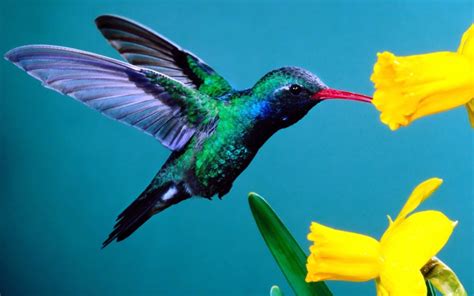 Download Hummingbirds Wallpaper By Lisaf68 Hummingbird Wallpaper