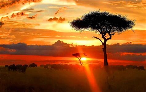 Africa Hd Wallpapers Top Free Africa Hd Backgrounds Wallpaperaccess