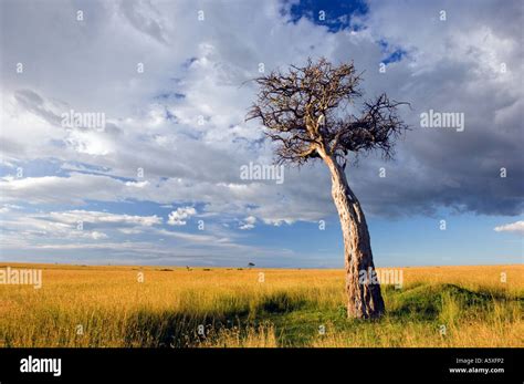Balanites Tree In Savannah Grasslands Masai Mara National Park Kenya