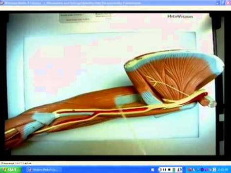 Brachial Plexus Nerves - YouTube