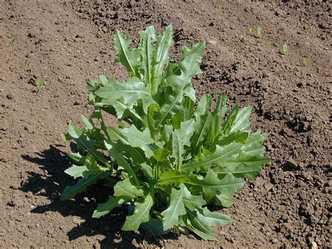 Weed Of The Month Series Prickly Lettuce Organolawn