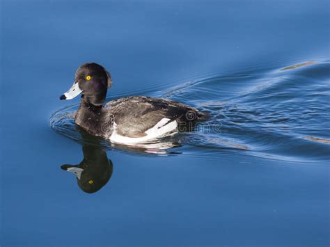 Male Tufted Duck Or Aythya Fuligula Swimming In Pond Close Up Portrait