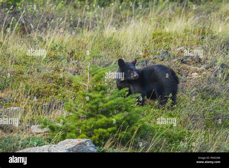 Black Bear Ursus Americanus Young Cub On The Look Out Waterton