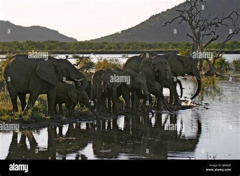 Elephants At The Watering Hole Madikwe Game Reserve South Africa Stock