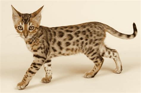 Uzoo Wildcats And Kittens A Beginners Guide Cat Breeds Bengal Cat