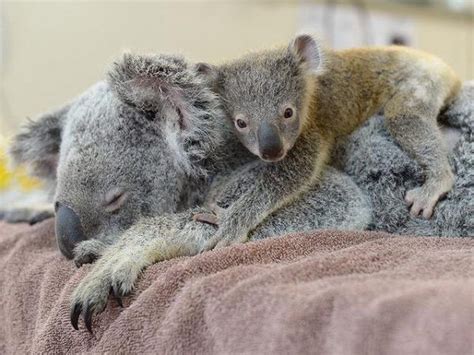 Adorable Baby Koala Holds Its Mom As She Undergoes Surgery