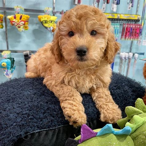 10 Best Mini Goldendoodle Breeders In The United States 2023 We