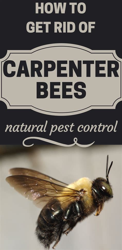 These steps make up a proven method on how to get rid of carpenter bees and keep them from returning. How To Get Rid Of Carpenter Bees - Natural Pest Control ...