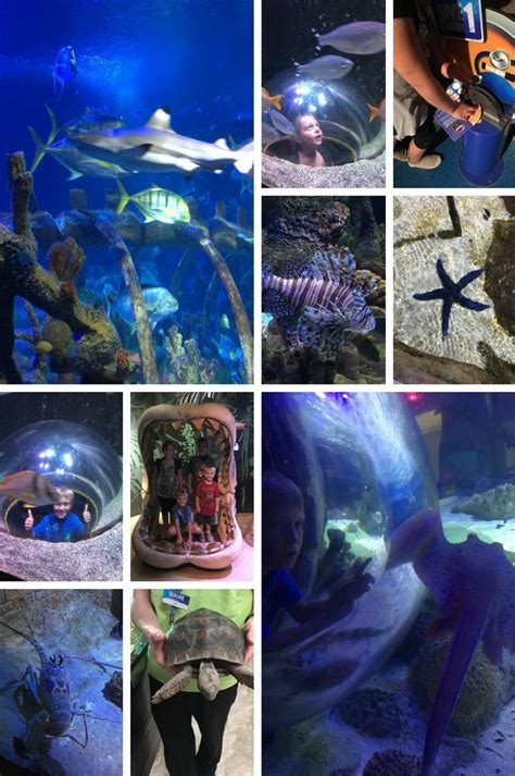 Legoland Discovery Center And Sea Life Aquarium My Home Based Life