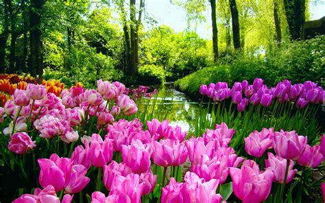 Tulipany Rzeka Las Wiosna