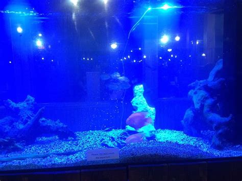 Whatever sport you follow, jefferson's in albertville is the place to pig out and hang out, according to times readers. Top O The River, Gadsden - Menu, Prices & Restaurant ...