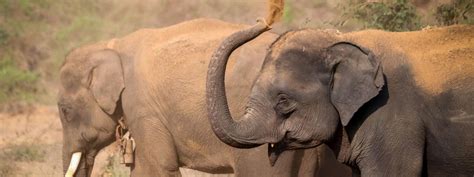 Sex Differences In Personality Traits In Asian Elephants University