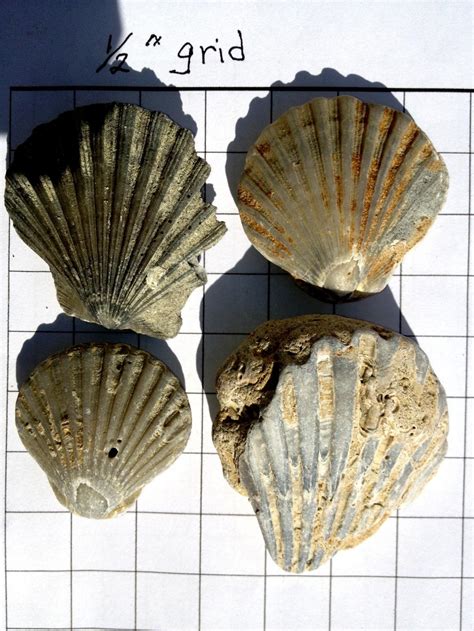 4,826,314 likes · 5,565 talking about this · 4,384 were here. Fossil Scallops - Fossil ID - The Fossil Forum