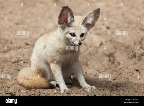 Fennec Fox Vulpes Zerda Wildlife Animal Stock Photo Alamy